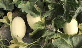 卖房子吃瓜,揭秘房产市场的另类风景