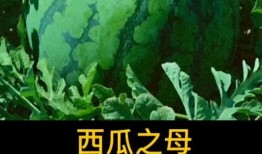 吃母瓜的视频,视频带你领略独特风味