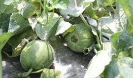 吃小蜜瓜的季节,甜蜜来袭，尽享清凉时光