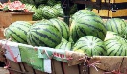 吃母瓜的视频,视频带你领略独特风味