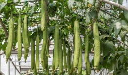 卖房子吃瓜,揭秘房产市场的另类风景