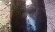 吃瓜黑色闪光,探寻神秘现象背后的真相