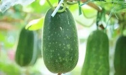 中医吃瓜的好处,中医视角下的吃瓜益处揭秘