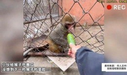 大脸猴吃瓜,揭秘瓜界奇闻轶事