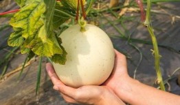 吃小凤瓜上火吗,揭秘吃小凤瓜是否会引发上火问题