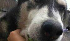 与我无瓜吃瓜是什么意思,“与我无瓜”吃瓜文化探析