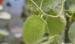 吃瓜黑色闪光,探寻神秘现象背后的真相