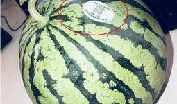 吃瓜网红学校,校园风云录