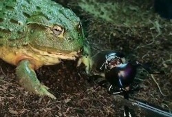 蛙兄吃瓜视频,揭秘娱乐圈幕后真相，带你领略明星们的真实生活