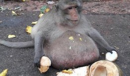 大脸猴吃瓜,揭秘瓜界奇闻轶事