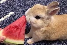 吃瓜兔砸,揭秘娱乐圈的幕后故事