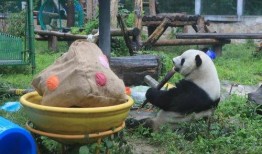 吃瓜小熊萌兰,揭秘娱乐圈那些事儿