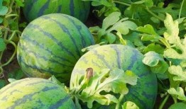 韩国看河南吃瓜,一场味蕾的“吃瓜”之旅