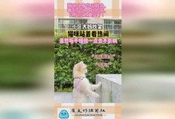 吵架小区吃瓜,小区吃瓜事件背后的真相揭秘